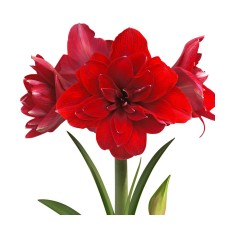 Amaryllis, Hippeastrum Double Dragon, Rosu Floare Dubla, 38/40,1 bulb