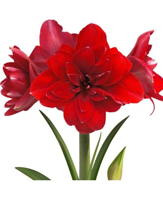 Amaryllis, Hippeastrum Double Dragon, Rosu Floare Dubla, 38/40,1 bulb foto