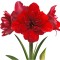 Amaryllis, Hippeastrum Double Dragon, Rosu Floare Dubla, 38/40,1 bulb