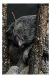 Tablou Canvas, "Koala adormit &icirc;ntre copaci zgribuliți", Somn, Koala, Odihnă, Blană, Arbore, Natură, Pace., 26 x 39 cm, CMCLASS