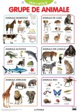 Cumpara ieftin Descopera! Grupe de animale (planse educationale)