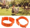 Set 100 Inele Identificare Pui/Găini Sunmostar, Portocalii - Marcaj Ușor, Diametru Ajustabil, Petrecere, Numere Seriate