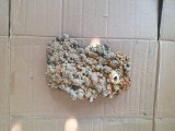Flori de mina diferite.
