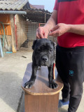 Căței Cane Corso