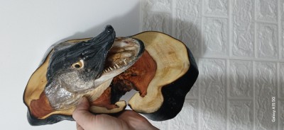 Trofeu știucă foto