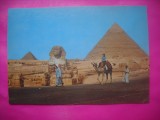 HOPCT 11051 CONDUCATOR CAMILA -PIRAMIDA KHAFRE-GIZA- EGIPT-COSTUME -AFRICA -NECIRCULATA