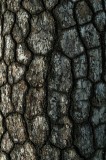 Tablou Canvas, "Textura fascinantă a scoarței unui copac", Textură, Scoarță, Arbori, Model, Natural, Rustic, Organic, Vintage, 26 x 39 cm, CMCLASS
