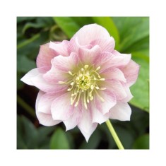 Helleborus Pink Double Ellen, Spanz, I, Roz, radacina