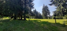 Teren vanzare Timisul de Sus foto