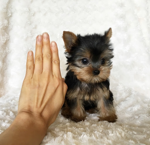 Pui Yorkshire Terrier mini toy, rasă pură părinți cu pedigree | Okazii.ro