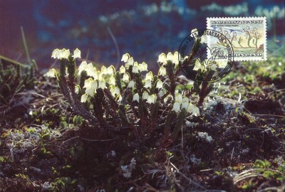 Groenlanda, flora, maxima foto