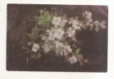 RF182 - Carte Postala - Arta - N. Grigorescu. Vas cu flori de mar, necirculata