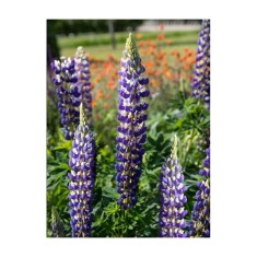 Radacini Lupine The Governor, Lupin albastru, I
