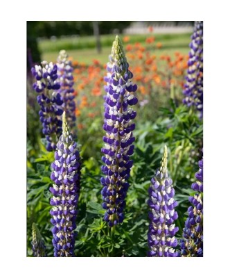 Radacini Lupine The Governor, Lupin albastru, I foto
