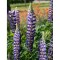 Radacini Lupine The Governor, Lupin albastru, I
