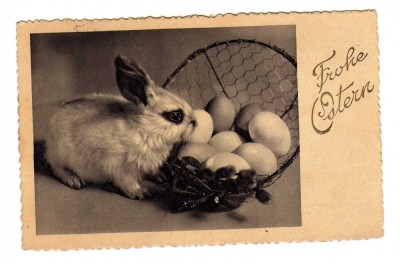 FELICITARE DE PASTI CU IEPURASI OUA AUSTRIA foto