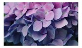 Tablou Canvas, "Strălucirea delicată a hortensiilor mov", Flori, Hortensii, Roz, Violet, Delicat, Petale, Frumusețe, Natură, Proaspăt, Culoare, 39 x 2