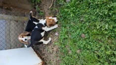 Vand ca?ei rasa Beagle tricolor foto