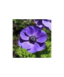 Anemone, Coronaria Mr Fokker, Albastru, 5/6, 1 Bulb