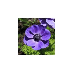 Anemone, Coronaria Mr Fokker, Albastru, 5/6, 1 Bulb