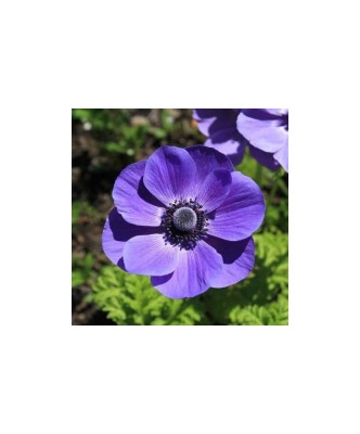 Anemone, Coronaria Mr Fokker, Albastru, 5/6, 1 Bulb foto