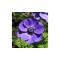 Anemone, Coronaria Mr Fokker, Albastru, 5/6, 1 Bulb