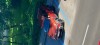 Dacia Daster Nou 1,2 benzina +gpl, Cabrio, Duster