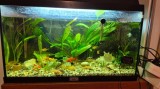 Acvariu 60L cu tot cu pesti, plante si accesorii