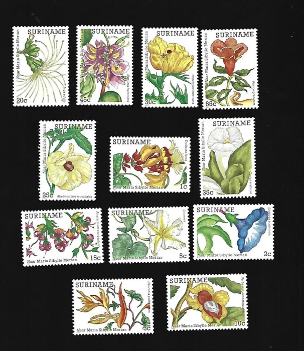 suriname sarniera