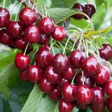 Cumpara ieftin Cires &ndash; Soiul Regina