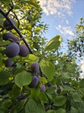 V&acirc;nd prune de masă din livada proprie