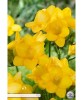 Pachet 15 Bulbi Freesia Galben, Parfum Delicat, Usor de Plantat, Flori Primavara, Gradina &amp; Balcon