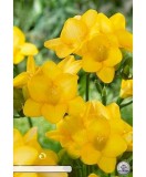Pachet Freesia single Galben x15 Bulbi, Oem