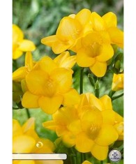 Pachet Freesia single Galben x15 Bulbi