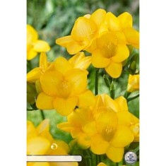 Pachet Freesia single Galben x15 Bulbi