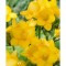 Pachet Freesia single Galben x15 Bulbi