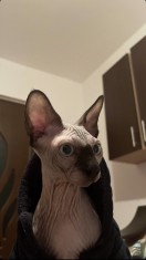 Motan sphynx montă