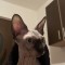 Motan sphynx montă