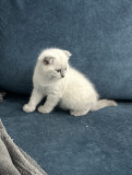 Pisici british Shorthair/ Scottish Fold