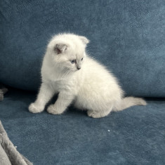 Pisici british Shorthair/ Scottish Fold