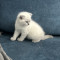 Pisici british Shorthair/ Scottish Fold