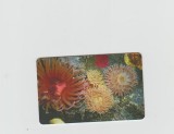 bnk card Cartele telefonice - Romania Romtelecom 2005 - Sea Fauna 2 - Col:RO-ROM-0289