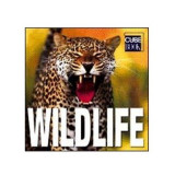 Wildlife (Cube Book) | Valeria Manferto De Fabianis