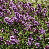 CIMBRISOR THYMUS VULGARIS, 0.3g