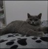 Puiuti pisica British Shorthair, #1 All Systems