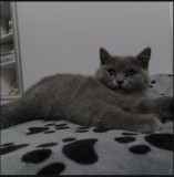 Puiuti pisica British Shorthair