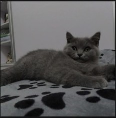 Puiuti pisica British Shorthair