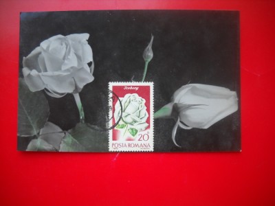 HOPCT MAXIMA ROMANIA NR 1213 TRANDAFIR ALB -FLORI foto