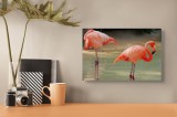 Tablou Canvas, "Flamingo grațios pe malul apei", Flamingo, Roz, Apa, Reflecție, Calm, Grație, Tropical, Peisaj, 39 x 26 cm, CMCLASS