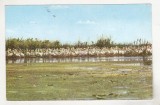 bnk cp Delta Dunarii - Colonie de pelicani - uzata